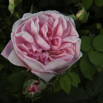 Rosa 'Fantin-Latour'