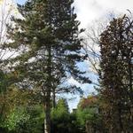 Pinus nigra subsp. nigra - PIN NOIR D'AUTRICHE