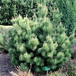Pinus mugo subsp. mugo - Pinus mugo subsp. mugo