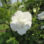 Hibiscus syriacus 'White CHIFFON' - 