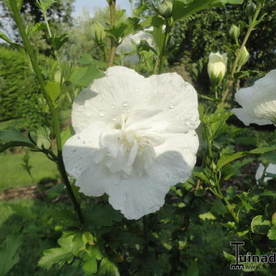 Hibiscus syriacus 'White CHIFFON'