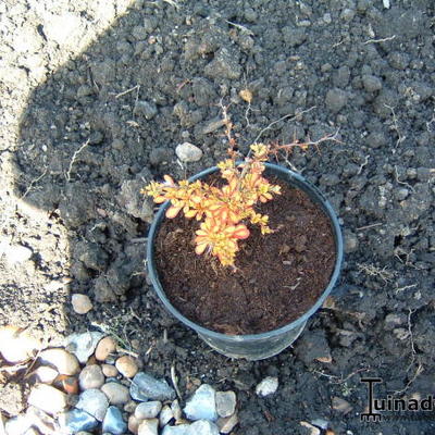Berberis thunbergii f. atropurpurea 'Rose Glow' - 