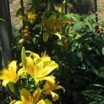Lilium asiatic - 
