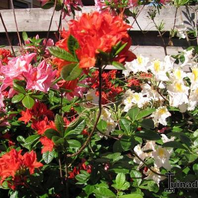 Rhododendron 'Carat' - 