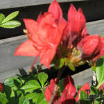 Rhododendron 'Carat' - 