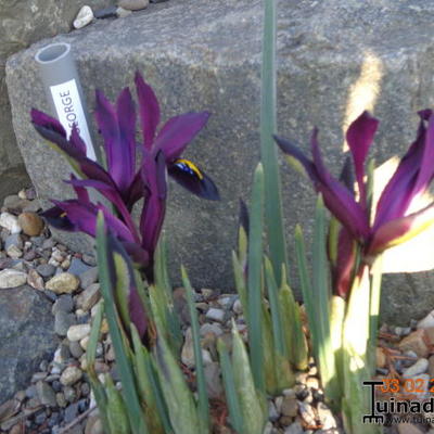 Iris reticulata 'George' - 