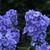 Phlox paniculata 'Blue Paradise'