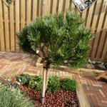 Pinus nigra 'Pierrick Brégeon'  - Pinus nigra 'Pierrick Brégeon'