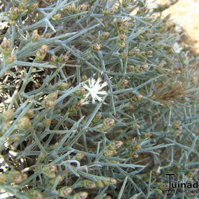 Centaurea spinosa ssp. spinosa - 