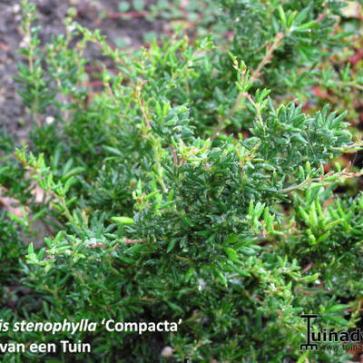 Berberis x stenophylla 'Corallina Compacta' - 