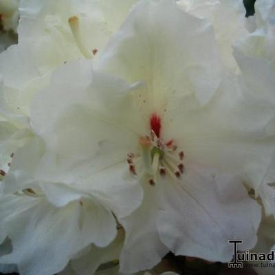Rhododendron 'Goldfort' - 