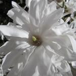 Magnolia stellata 'Waterlily' - 