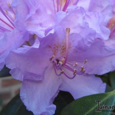 Rhododendron 'Catawbiense Grandiflorum' - 
