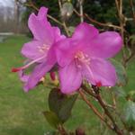Rhododendron 'Praecox' - 