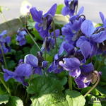 Viola odorata - Violette odorante - Viola odorata
