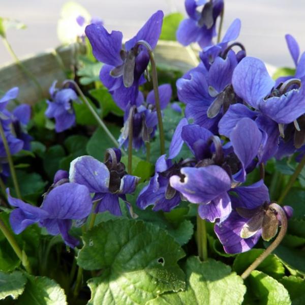 Viola odorata - Violette odorante - plantes vivaces - Acheter des plantes  en ligne | Matelma.com
