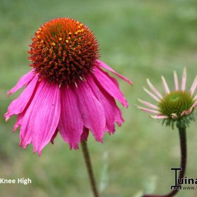 Echinacea purpurea 'Red Knee High' - 