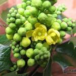 Mahonia aquifolium 'Smaragd' - 
