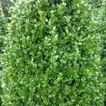 Buxus sempervirens 'Rotundifolia' - 
