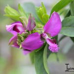 Polygala myrtifolia 'Bibi Pink - 