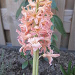 Hyacinthus orientalis 'Gipsy Queen'  - 
