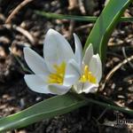 Tulipa polychroma - Mehrfarbige Tulpe