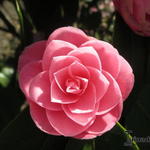 Camellia japonica (Roze) - Kamelie - Camellia japonica (Roze)