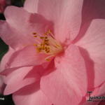 Camellia japonica 'Desire' - 