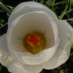 Crocus chrysanthus 'Ard Schenk' - Crocus chrysanthus 'Ard Schenk'