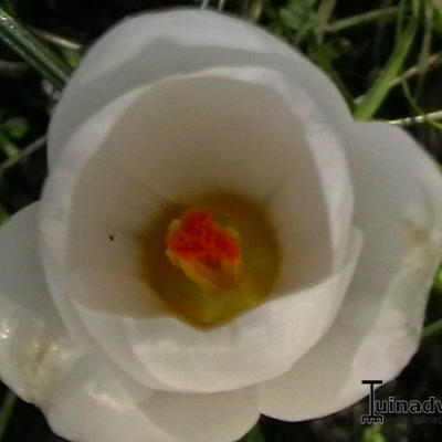 Crocus chrysanthus 'Ard Schenk' - 