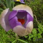 Crocus sieberi subsp. Sublimis 'Tricolor' - 
