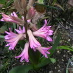 Hyacinthus 'Fondant' - JACINTHE D'ORIENT 'FONDANT'