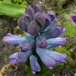 Hyacinthus orientalis 'Delft Blue' - 