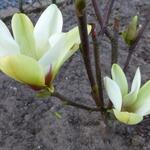 Magnolia 'Sunrise' - Magnolia 'Sunrise'