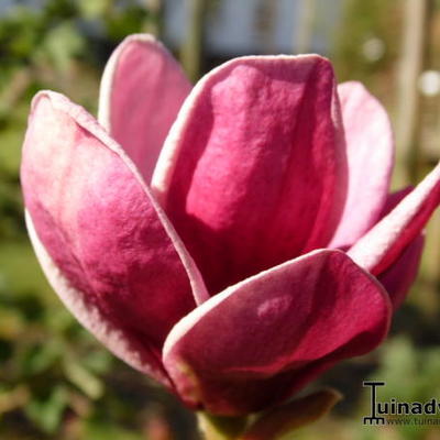 Magnolia soulangeana x lilliflora 'Genie' - 