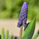 Muscari latifolium - Breitblättrige Traubenhyazinthe