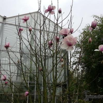 Magnolia 'Atlas' - 
