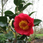Camellia japonica 'R.L. Wheeler' - 