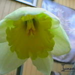 Narcissus 'Carlton' - Narcissus 'Carlton'