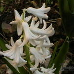 Hyacinthus orientalis 'Carnegie' - 