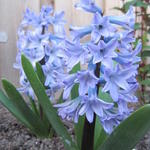 Hyacinthus orientalis 'Blue eyes' - 