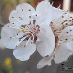 Prunus armeniaca 'Tros Oranje' - 