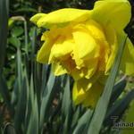 Narcissus 'Dick Wilden' - 