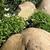Houstonia caerulea 'Milliard's Variety'