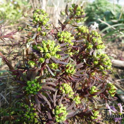 Euphorbia cyparissias 'Fens Ruby' - Euphorbia cyparissias 'Fens Ruby'