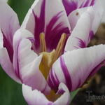 Tulipa 'Flaming Flag' - 