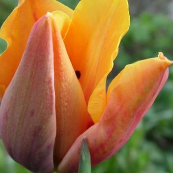 Tulipa 'Indian Summer'
