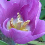 Tulipa 'Blue Beauty' - 