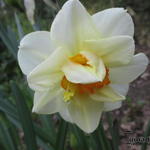 Narcissus 'Flower Drift' - 
