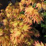 Acer palmatum 'Orange Dream' - 